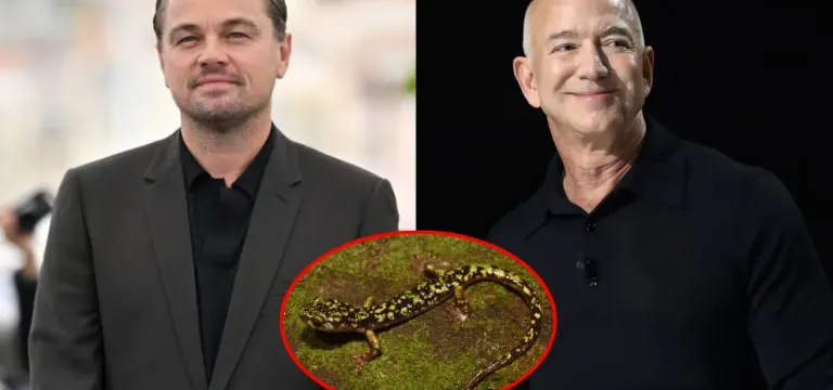 Leonardo DiCaprio និង Jeff Bezos ប្តេជ្ញាផ្តល់ប្រាក់ ២០០ លានដុល្លារ ដើម្បីជួយសត្វជិតផុតពូជ ១០០ ប្រភេទ