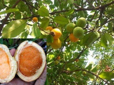 គុយ ជាលតាជាតិមួយប្រភេទ ដែលដុះតោងដើមឈើធំៗ ក្នុងព្រៃក្រាស់