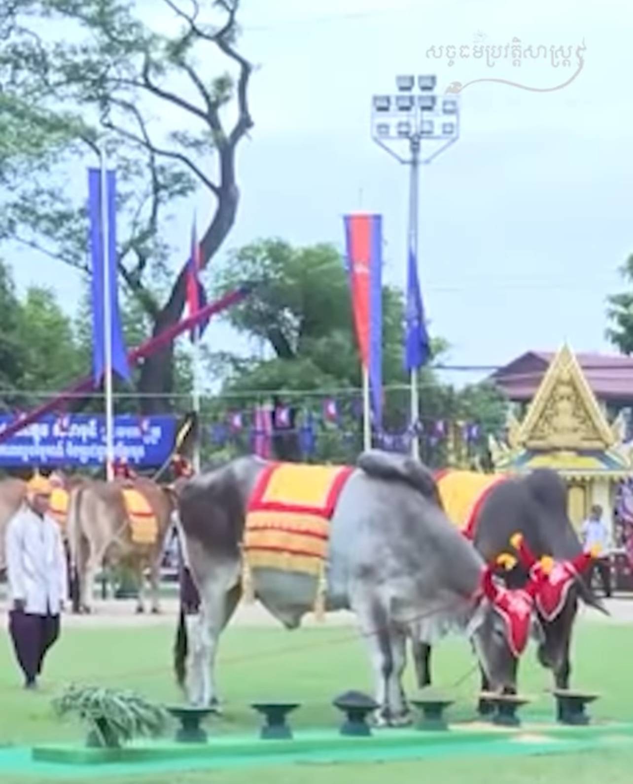 វីដេអូ៖ ព្រះ​រាជ​ពិធី​បុណ្យច្រត់​ព្រះ​នង្គ័ល 