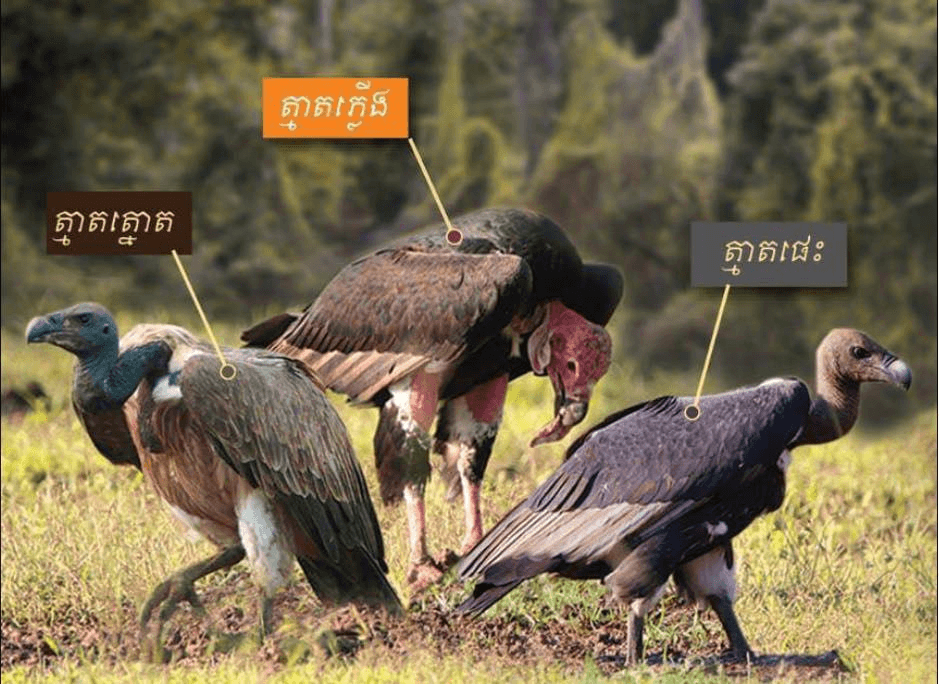 សត្វត្មាតចំនួន ៣ក្បាល ចុះមកស៊ីចំណីអាហារនៅអាហារដ្ឋាន សត្វត្មាត